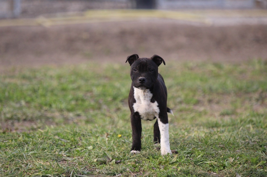 Des Guerriers D'Amour - Chiot disponible  - Staffordshire Bull Terrier