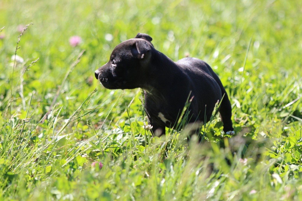 Des Guerriers D'Amour - Chiot disponible  - Staffordshire Bull Terrier