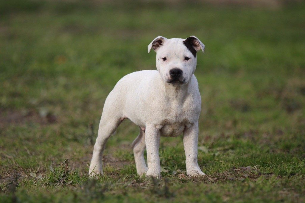 Des Guerriers D'Amour - Chiot disponible  - Staffordshire Bull Terrier