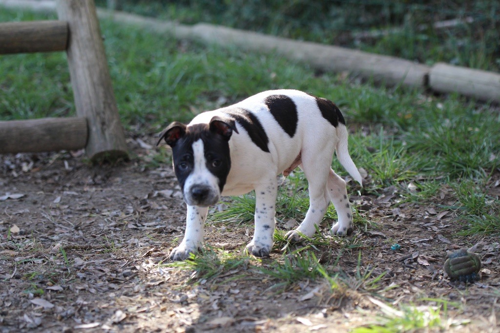 Des Guerriers D'Amour - Chiot disponible  - Staffordshire Bull Terrier