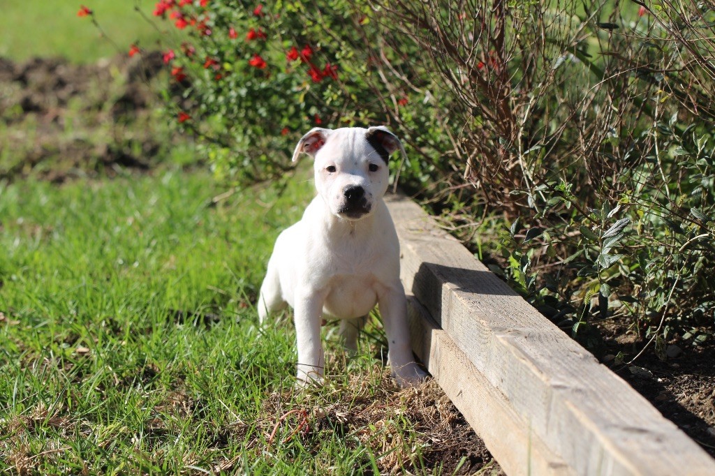 Des Guerriers D'Amour - Chiot disponible  - Staffordshire Bull Terrier