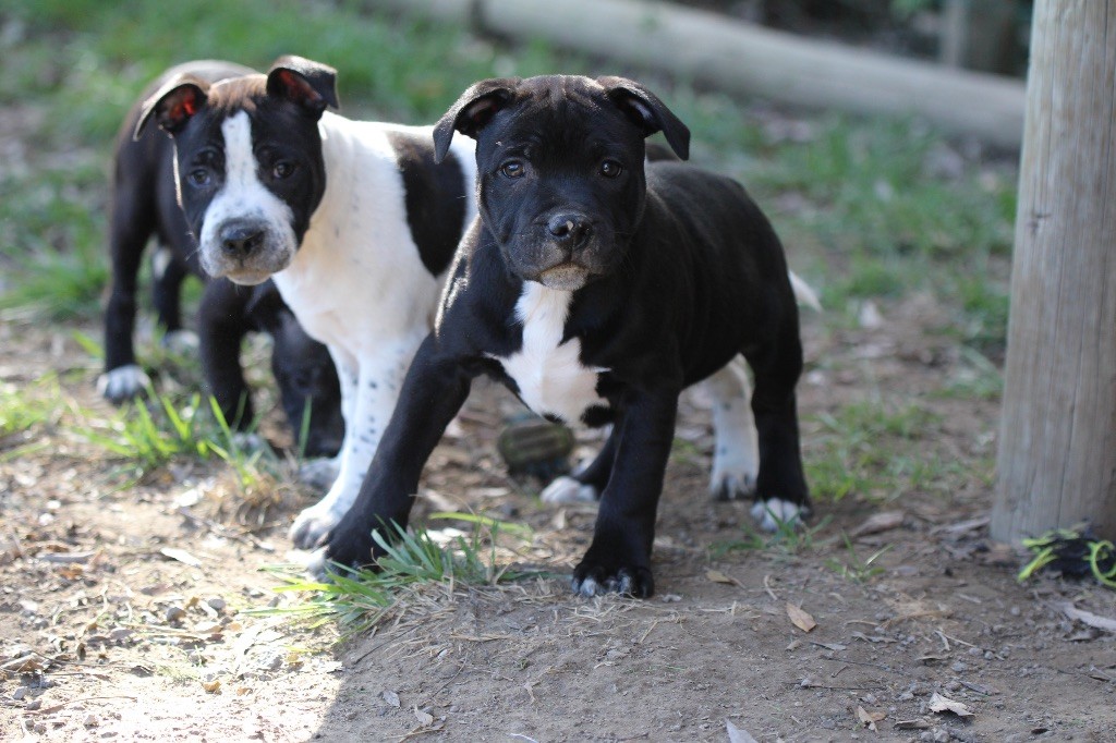 Des Guerriers D'Amour - Chiot disponible  - Staffordshire Bull Terrier