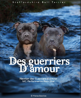 Des Guerriers D'Amour - Staffordshire Bull Terrier - Portée née le 26/02/2024