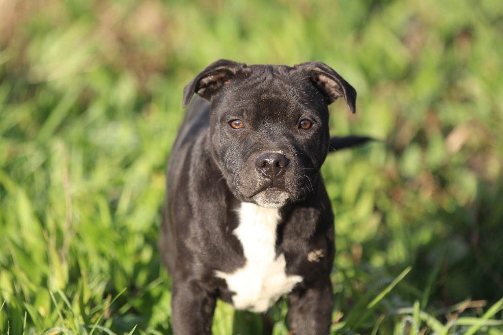 Des Guerriers D'Amour - Chiot disponible  - Staffordshire Bull Terrier