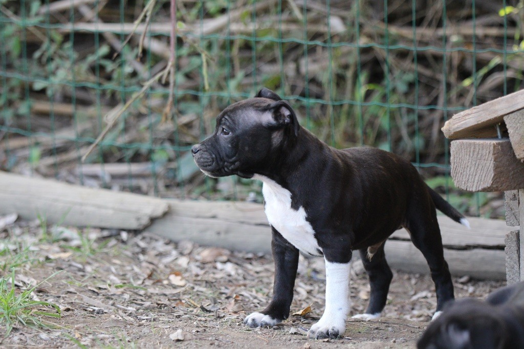 Des Guerriers D'Amour - Chiot disponible  - Staffordshire Bull Terrier