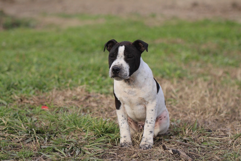 Des Guerriers D'Amour - Chiot disponible  - Staffordshire Bull Terrier