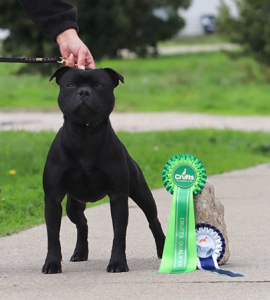 CH. Mc performance Voodoo come in the battle