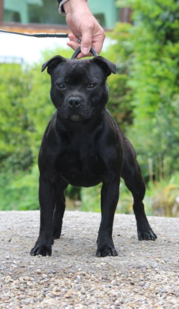 CH. Mc performance Voodoo come in the battle