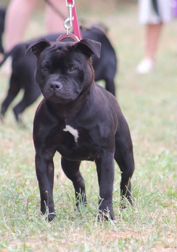 Vania Des Guerriers D'Amour