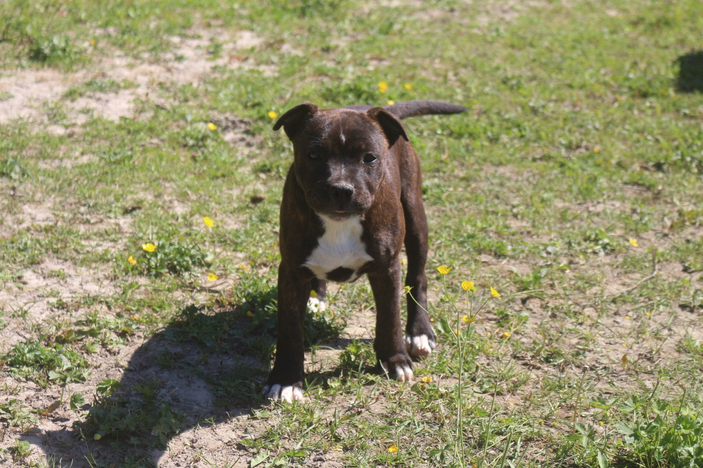 femelle disponible 4 months