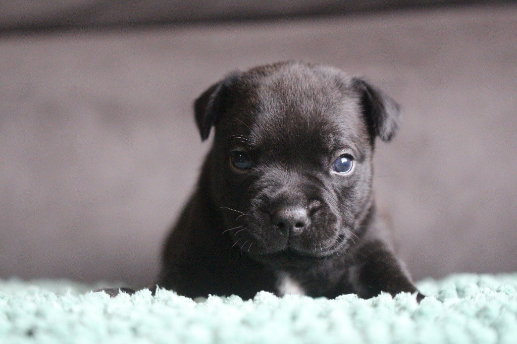 Des Guerriers D'Amour - Chiots disponibles - Staffordshire Bull Terrier