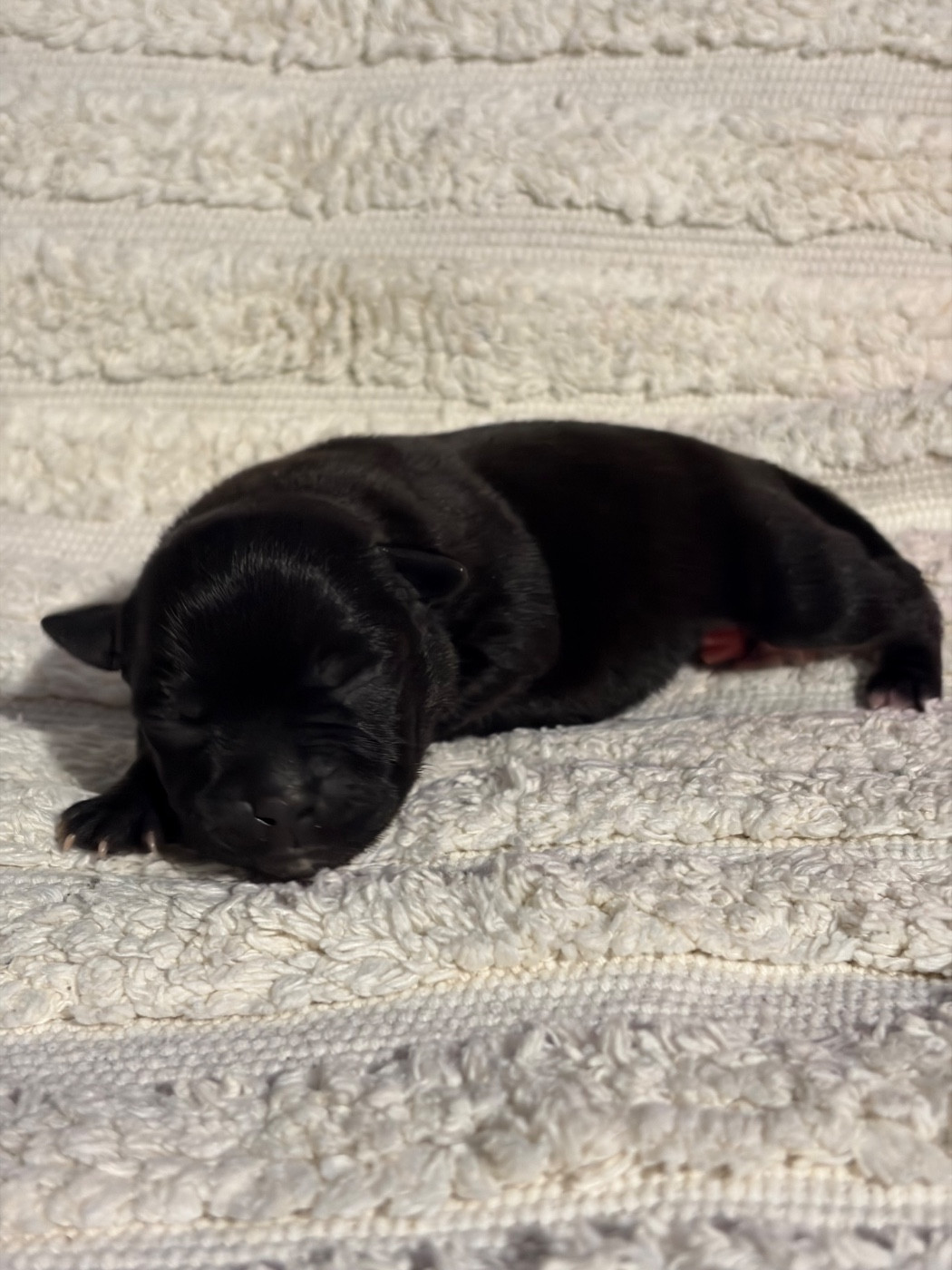 Des Guerriers D'Amour - Chiots disponibles - Staffordshire Bull Terrier