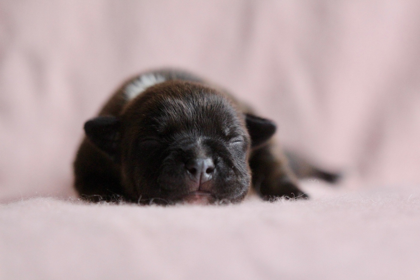 Des Guerriers D'Amour - Chiots disponibles - Staffordshire Bull Terrier