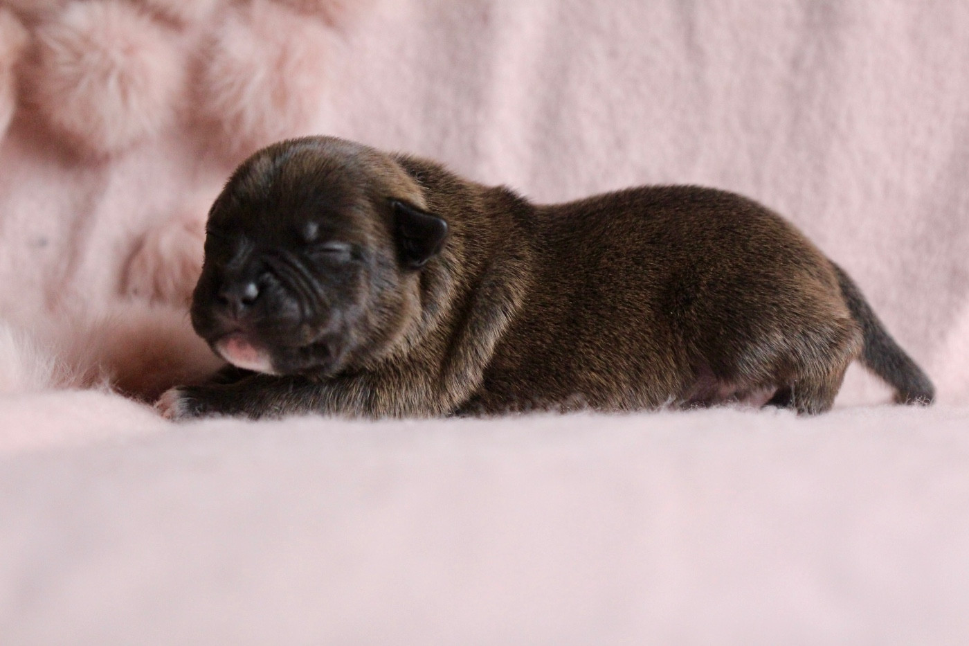 Des Guerriers D'Amour - Chiots disponibles - Staffordshire Bull Terrier