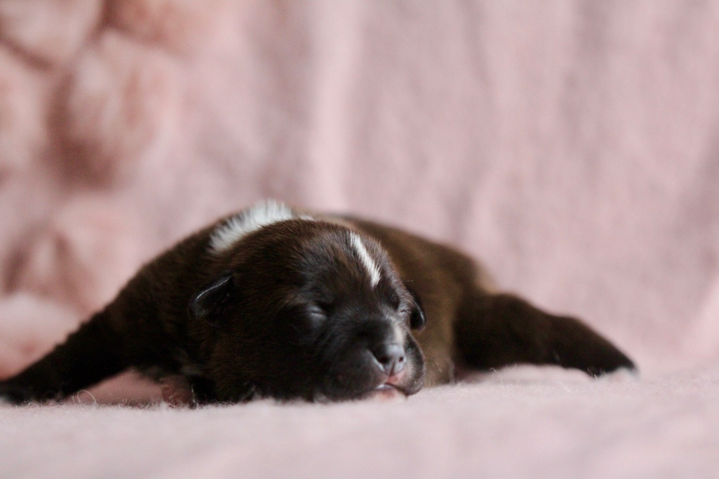 Des Guerriers D'Amour - Chiots disponibles - Staffordshire Bull Terrier