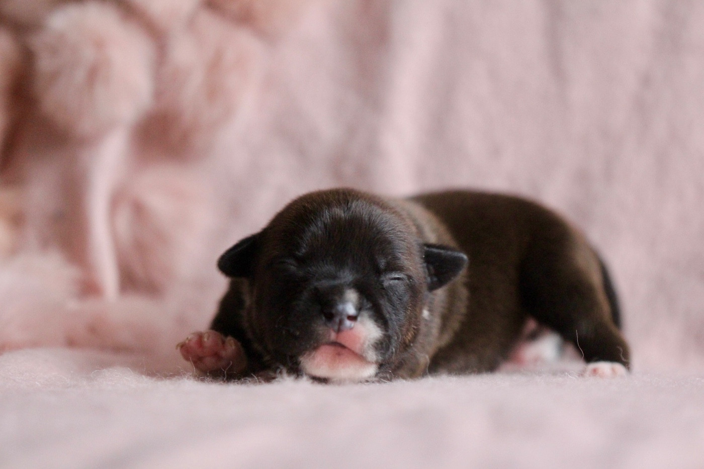 Des Guerriers D'Amour - Chiots disponibles - Staffordshire Bull Terrier