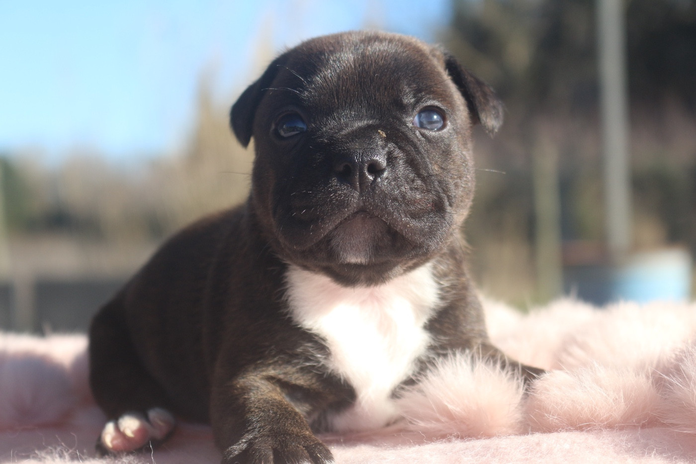 Des Guerriers D'Amour - Chiots disponibles - Staffordshire Bull Terrier