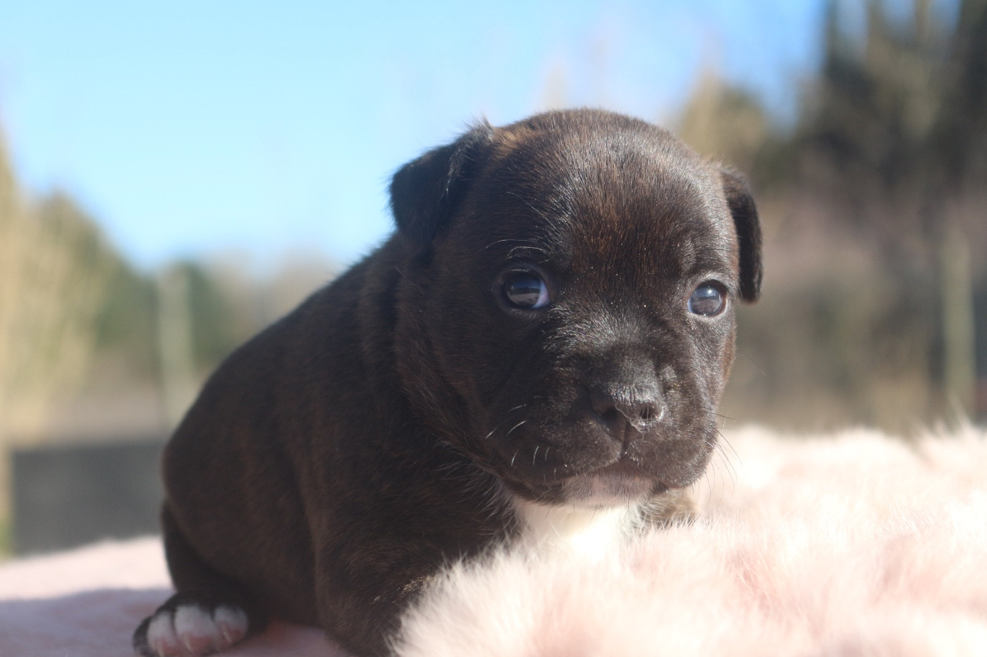 Des Guerriers D'Amour - Chiots disponibles - Staffordshire Bull Terrier