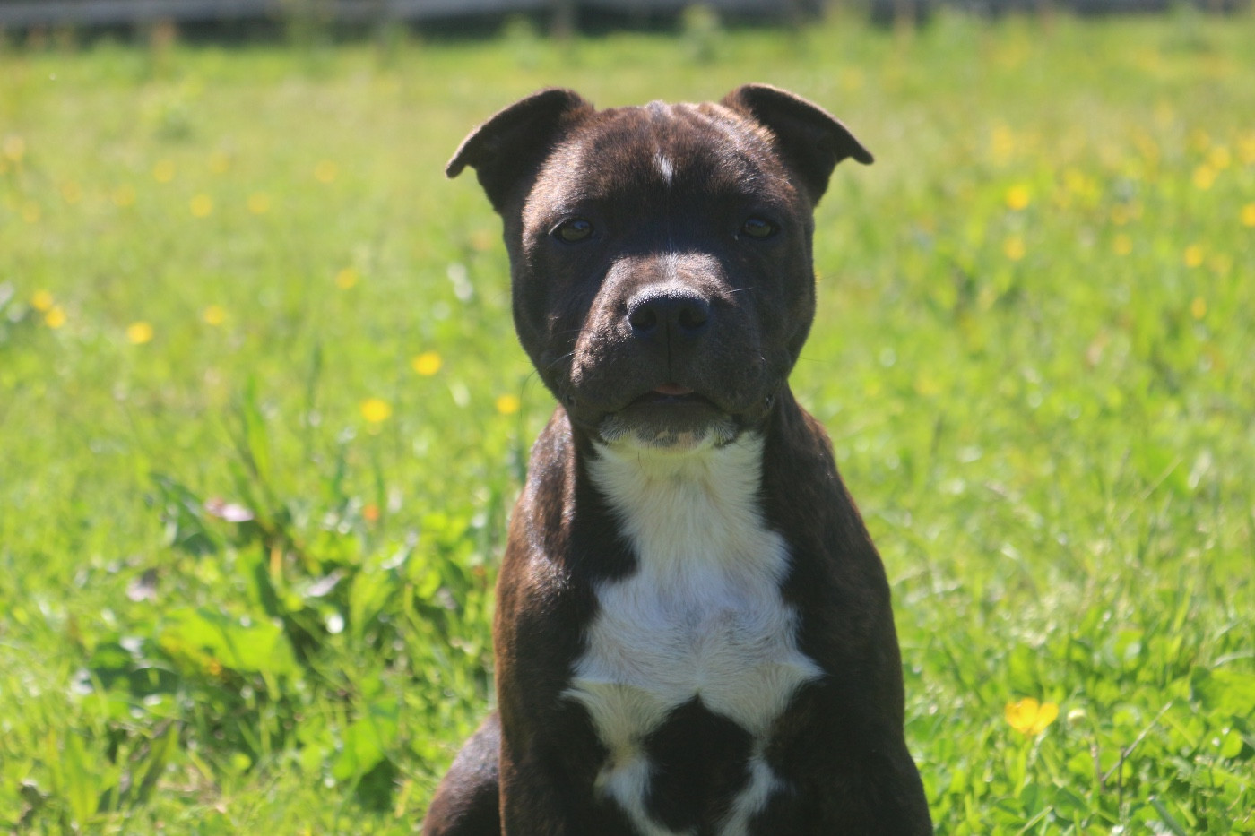 Des Guerriers D'Amour - Chiots disponibles - Staffordshire Bull Terrier