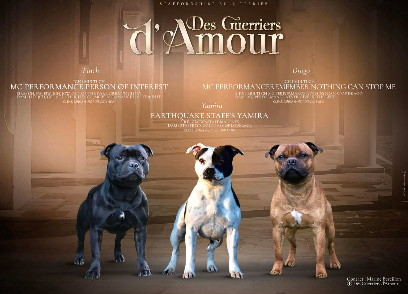 Chiot Staffordshire Bull Terrier Des Guerriers D'Amour