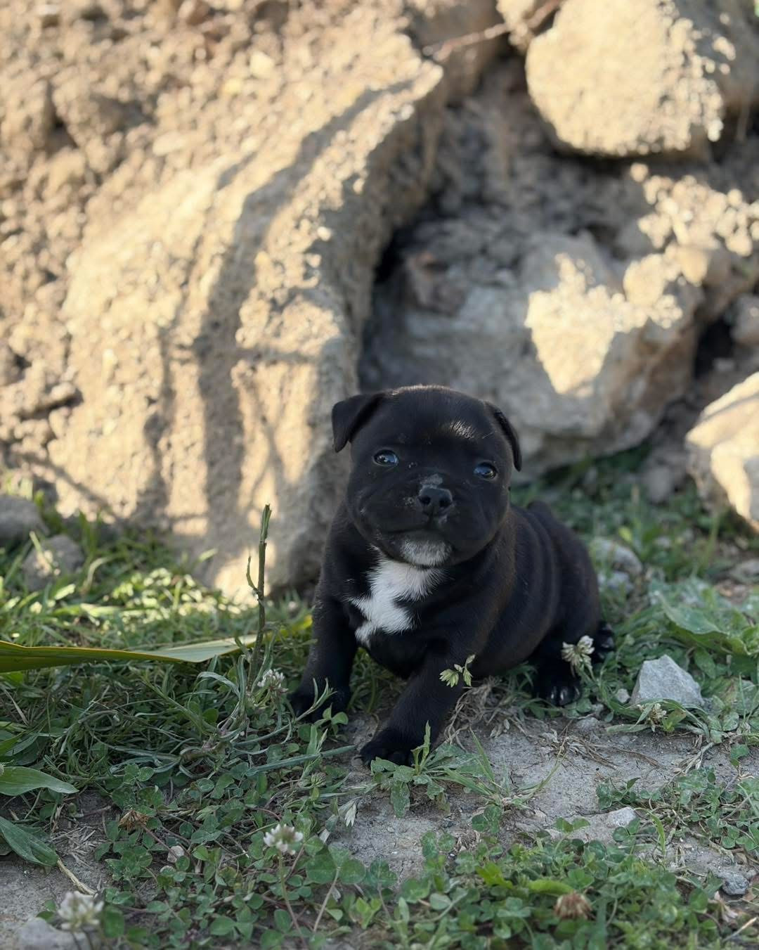 Des Guerriers D'Amour - Chiots disponibles - Staffordshire Bull Terrier