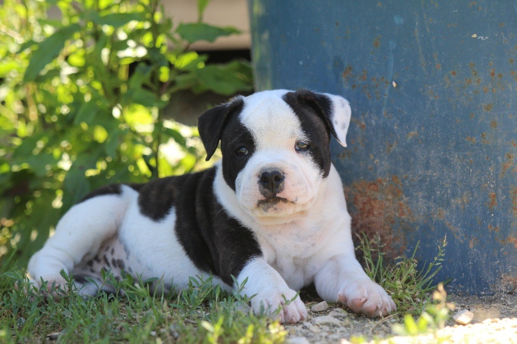 Des Guerriers D'Amour - Chiots disponibles - Staffordshire Bull Terrier