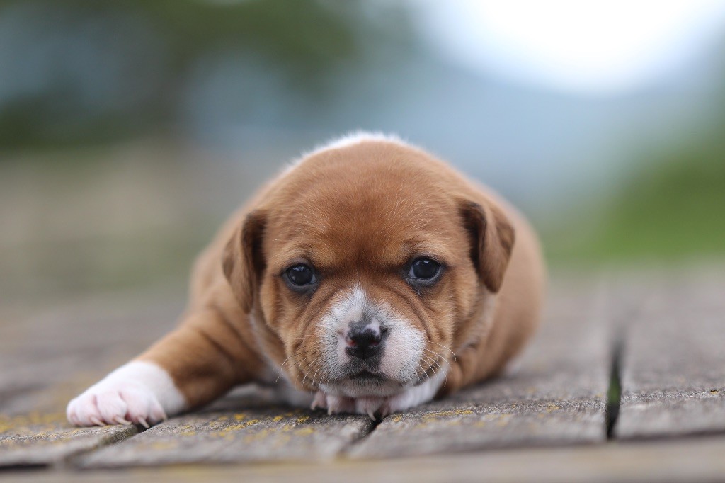 Des Guerriers D'Amour - Chiots disponibles - Staffordshire Bull Terrier