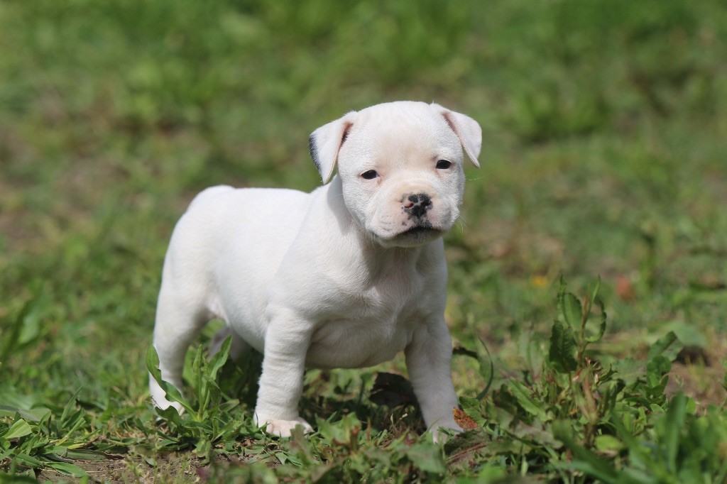 Des Guerriers D'Amour - Chiots disponibles - Staffordshire Bull Terrier