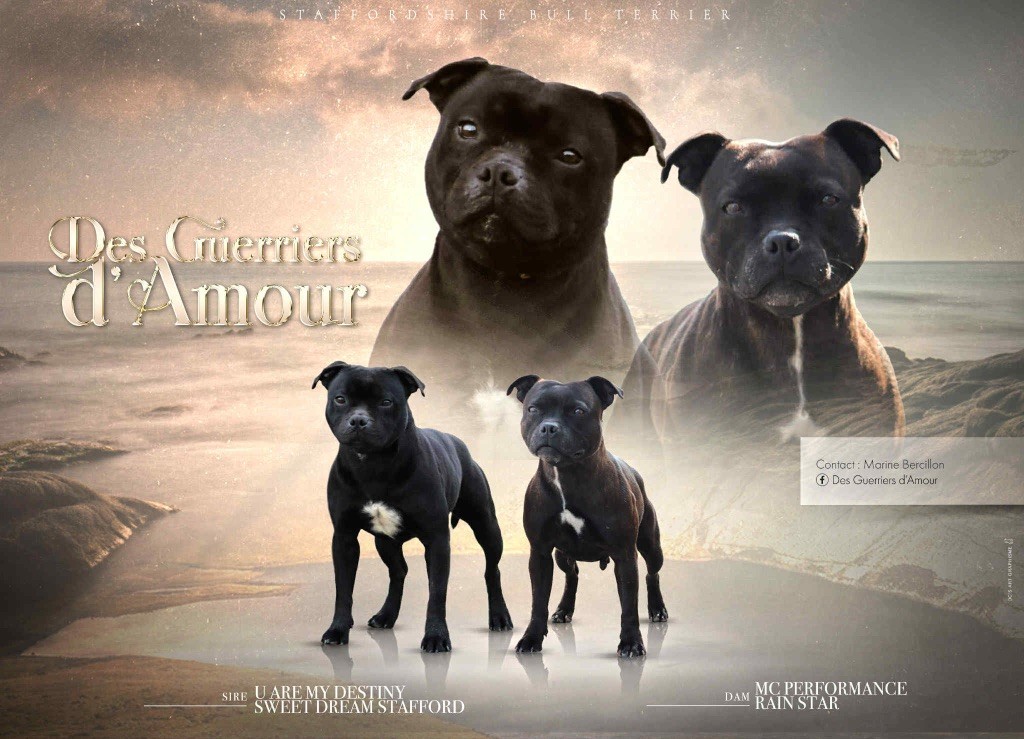 Des Guerriers D'Amour - Staffordshire Bull Terrier - Portée née le 11/08/2025