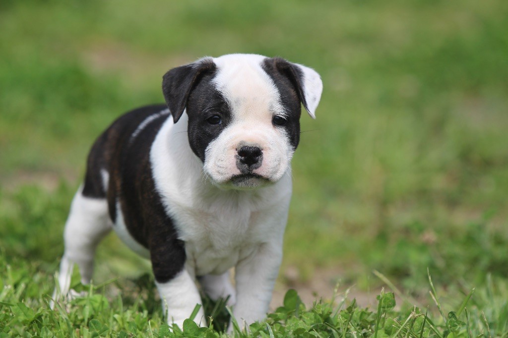 Des Guerriers D'Amour - Chiots disponibles - Staffordshire Bull Terrier