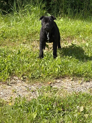 Athena