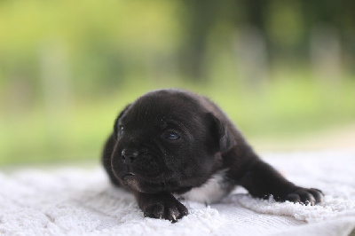 CHIOT 3