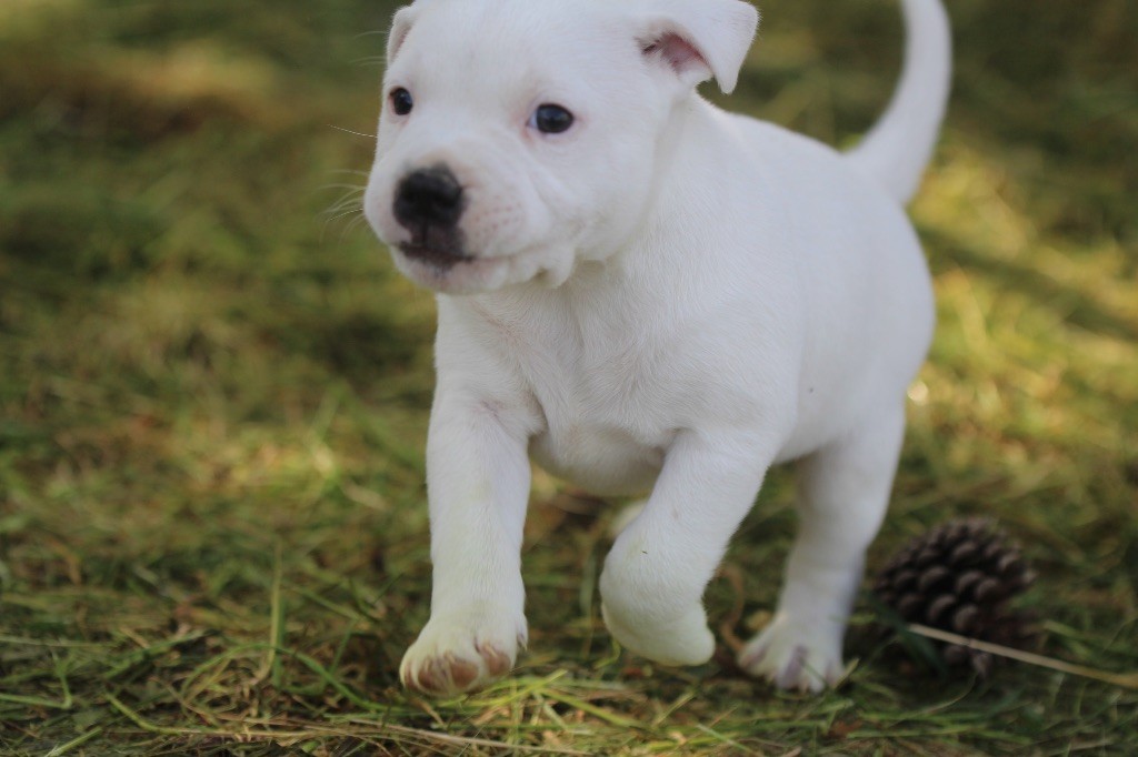 Des Guerriers D'Amour - Chiots disponibles - Staffordshire Bull Terrier