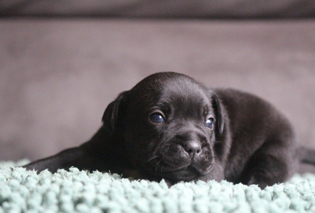 Des Guerriers D'Amour - Chiots disponibles - Staffordshire Bull Terrier