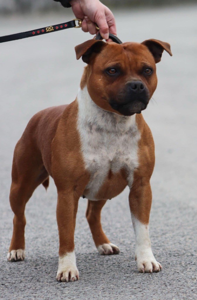 Chiot Staffordshire Bull Terrier Des Guerriers D'Amour
