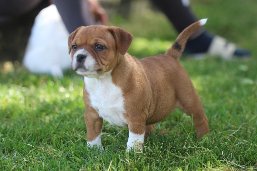 Des Guerriers D'Amour - Chiots disponibles - Staffordshire Bull Terrier