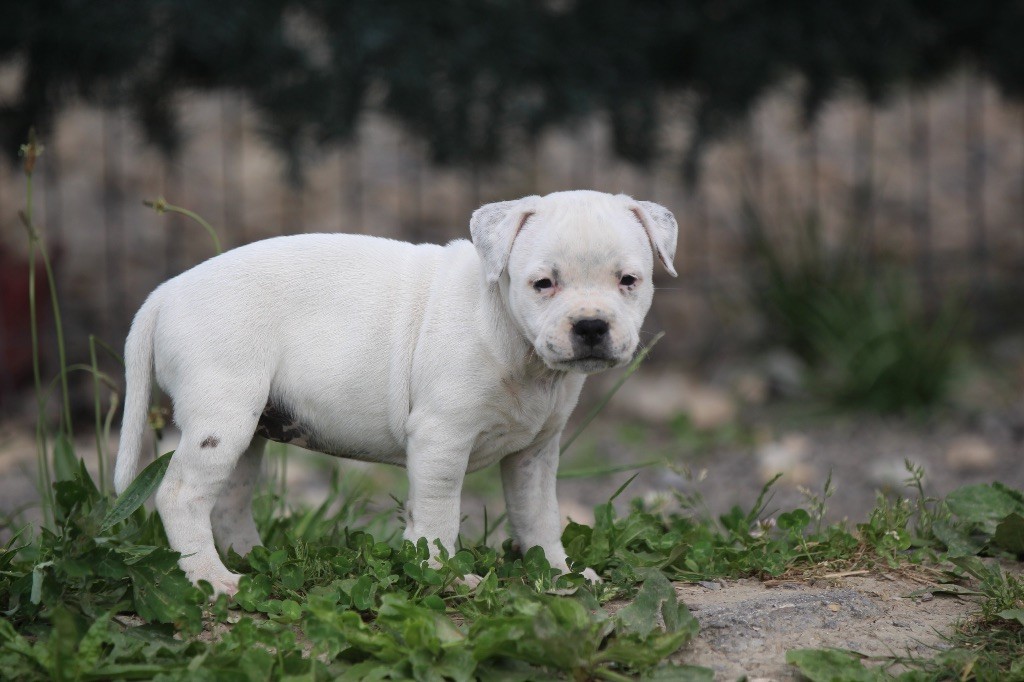 Des Guerriers D'Amour - Chiots disponibles - Staffordshire Bull Terrier