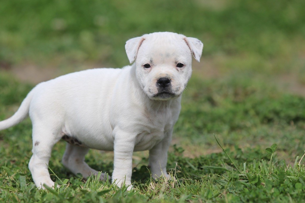 Des Guerriers D'Amour - Chiots disponibles - Staffordshire Bull Terrier