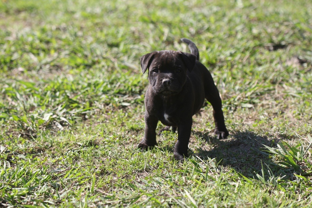 Des Guerriers D'Amour - Chiots disponibles - Staffordshire Bull Terrier
